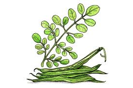 Image result for Moringa oleifera