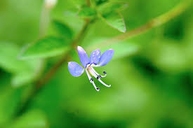 Image result for Cleome rubella