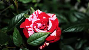 Check spelling or type a new query. Miniature Rose Bush Indoor Care Dengarden