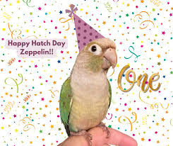 Tabitha Goodale (@tabithaballmusic) • Instagram photos and videos