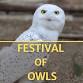 Annual Festival of Owls