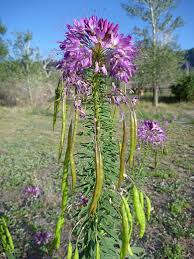 Image result for Cleome rubella