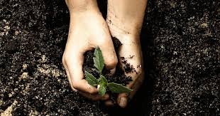 Walderde, wegrand, humos, karg, tonig, lehmig im garten sollte man für möglichst ähnliche bedingungen sorgen. Welche Erde Ist Die Richtige Liebe Deinen Garten