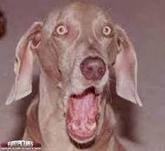 Maybe you would like to learn more about one of these? 50 Funny Face Dogs Ideas Dogs Funny Dogs Funny Animals
