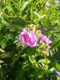 Image result for Melastomastrum capitatum