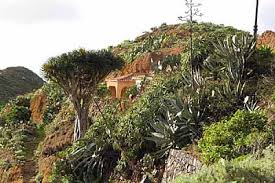 Hier finden sich tropische pflanzen in hülle und fülle, die an heißen tagen den besuchern auch viele schattige plätze bieten. Teneriffa Botanische Garten