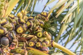 If you have even a single palm tree on or near your property, you could be inadvertently inviting rats in. The Palm Tree Is The Same Tree As The Palm And Coconut Trees Stock Photo Picture And Royalty Free Image Image 73957288