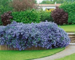 Image result for Ceanothus thyrsiflorus