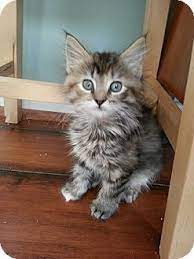 Types of domestic longhair cats. Union Ky Domestic Longhair Meet Piccolo A Kitten For Adoption Kitten Adoption Pet Adoption Kitten