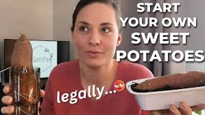 Using tomatoes in the kitchen with Chef Adam Pechal