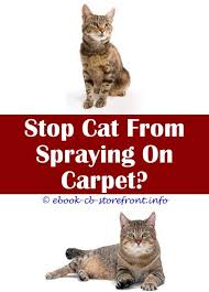 Pin En Stop Cat Spray Ideas