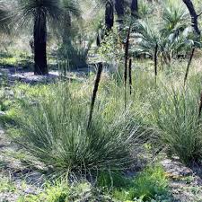 Image result for Xanthorrhoea