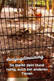 Mit Dieser Einfachen Schritt Fur Schrittanleitung Geht Dein Hund Nicht Mehr Ohne Dich Jagen Hunde Hunde Erziehen Hunderassen Kleine Hunde