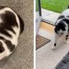 Открыть страницу «fc cat&cow» на facebook. 1