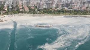 The mucilage has been informally referred to as 'sea snot' and was first documented in turkey's waters in 2007. Kw1vi1tk1yfxzm