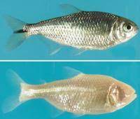 Gene Found That Causes Eyes To Wither In Cavefish Eurekalert Science News