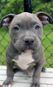 We produce high quality puppies by selectively breeding dogs from high quality bloodlines, pitbulls and american bullies who carry those genetic traits we are also bully and pitbull breeders who take a lot of pride and stand by our productions. Blue Nose Pitbull Puppies For Sale Blue Nose Pitbull Breeders Baby Pitbulls For Sale
