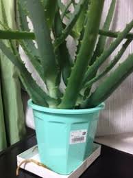 アロエの葉先だけが茶色くなって枯れたようになってしまいました 冬 Yahoo 知恵袋