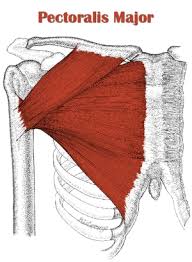 Muscle anatomy types of movement all muscles exert their force by pulling between at least two points of attachment. Chest Anatomy All About The Chest Muscles