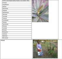 Image result for Hermannia quartiniana