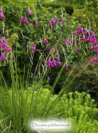 Image result for Dierama formosum × plowesii