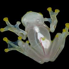 Image result for glass frog