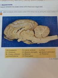 Check spelling or type a new query. 34 Label The Sheep Brain Label Design Ideas 2020