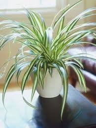 Plantas Imprescindibles Para La Casa Tienes Las Suficientes Plantas De Interior Resistentes Plantas Plantas Para Dormitorios