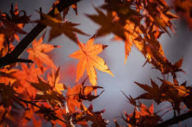 I thought you were talking was about the fall of civilization until i realized you meant autumn. fall is coming in burke, and even in the middle of a pandemic, there are. Autumnal Equinox 2020 The First Day Of Fall Facts Folklore More The Old Farmer S Almanac