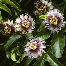 Image result for Passiflora edulis