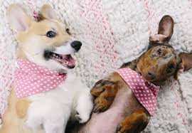 Whether you're a big valentine's day gift giver or more into a nice dinner out, that special someone in your life deserves a reminder of your affection—and for that matter, so do all of your loved ones: 34 Cutest Valentine S Day Cards For Dog Lovers