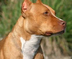 ear cropping styles good pit bulls