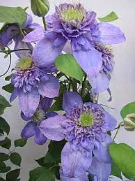 Click here to find out more. Die Waldrebe Clematis Als Kletterpflanze Fur Balkon Und Garten Wandbegrunung Und Sichtschutz Onli Www Online Pflanzenversand De