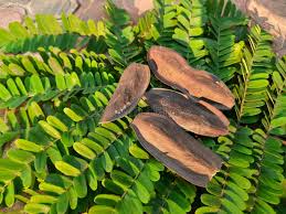 Image result for Limeum pterocarpum