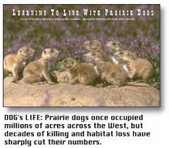 Check spelling or type a new query. Learning To Live With Prairie Dogs