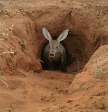 Image result for Cucumis humifructus