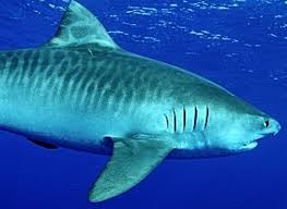 Tiger sharks are a large species of predatory shark native to subtropical and tropical coastlines worldwide. Philltheflyingfish S Blog Tiger Shark Shark Fishing Shark