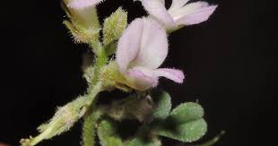 Image result for Indigofera microcarpa
