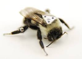 Discover the latest men's lifestyle and activewear from hummel®. Schwer Bepackte Brummer Im Windkanal Wissenschaft De