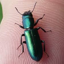 Image result for Tridactyle virgula