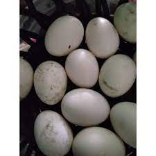 Telur ayam kampung fertil bisa ditetaskan bisa juga untuk jamu. Telur Ayam Arab Fertil Shopee Indonesia