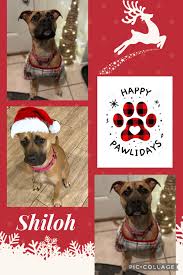 This Christmas Shiloh is wishing
