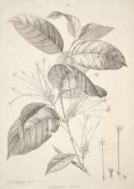 Image result for Oxyanthus speciosus