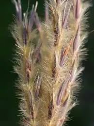 Image result for Andropogon perligulatus