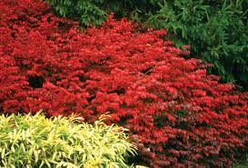 49 great backyard landscaping ideas. Fire Ball Burning Bush Euonymus Alatus Proven Winners