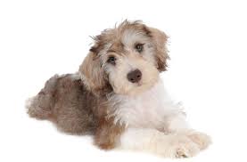 Maybe you would like to learn more about one of these? How To Adopt Teddybear Schnoodles