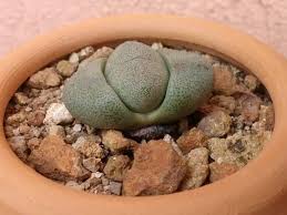 Transplant at the same level as they are currently growing; Pleiospilos Nelii Split Rock Planting Succulents Succulents Cactus