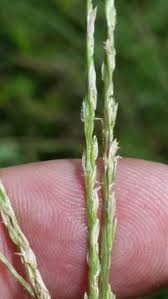 Image result for Digitaria brazzae