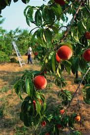 Fruits in jordan Stock Photos - Page 1 : Masterfile