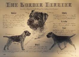 the border terrier a family affair border terrier terrier border